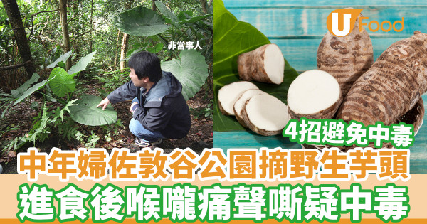 中年婦佐敦谷公園採摘野生芋頭 進食後喉嚨痛聲嘶疑中毒