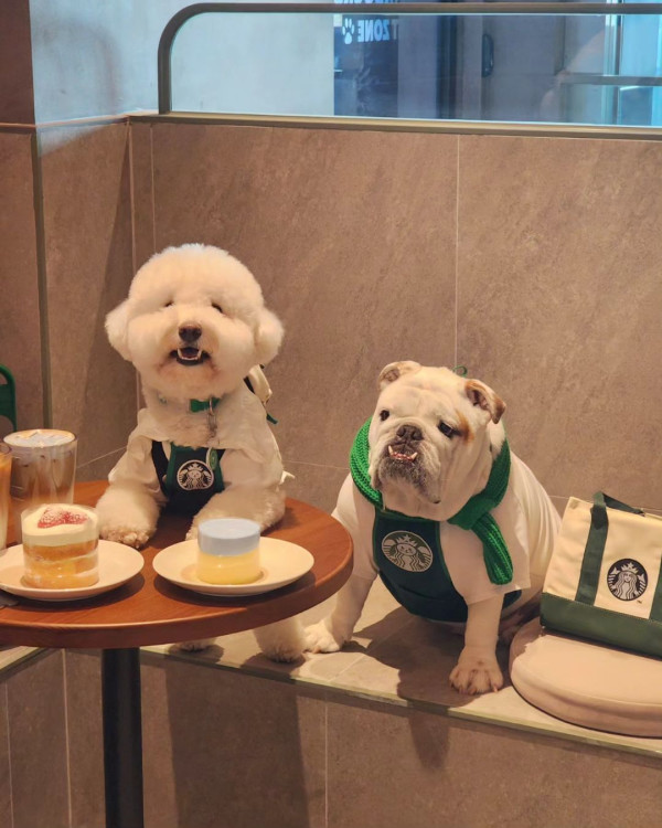 韓國首間可帶寵物Starbucks  推出專用背包超可愛！