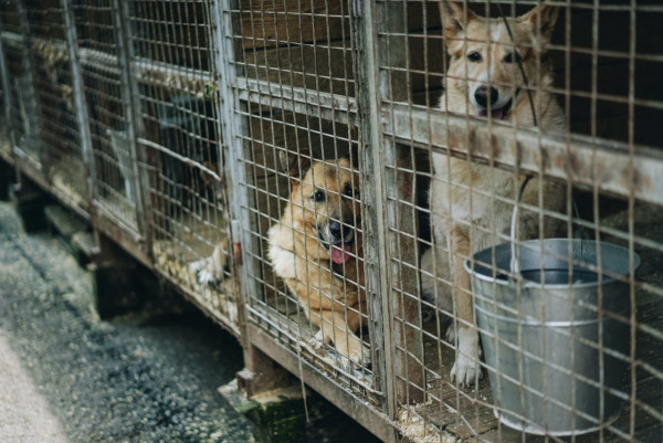 南韓立法禁食狗肉 設三年過渡期 2027年起全面禁止產業鏈 