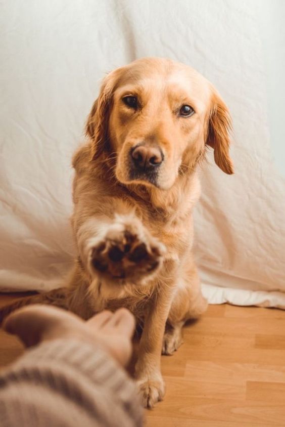 專家教面對陌生狗隻6大重點  直接摸頭是大忌、摸錯位隨時被咬、摸前記得做一步驟