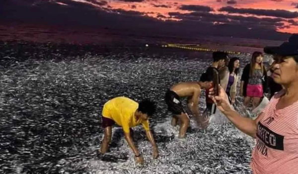 菲律賓6.7級地震｜震前兩日魚屍延綿4公里！居民瘋搶魚 視為「上天禮物」 