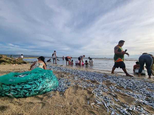 菲律賓6.7級地震｜震前兩日魚屍延綿4公里！居民瘋搶魚 視為「上天禮物」 