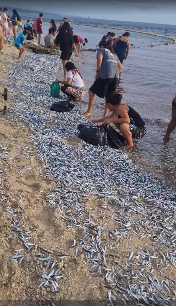 菲律賓6.7級地震｜震前兩日魚屍延綿4公里！居民瘋搶魚 視為「上天禮物」 