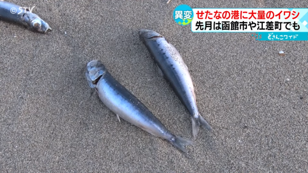 國泰航空與大韓航空新千歲機場相撞 國泰客機尾翼凹陷 國泰咁回應事件