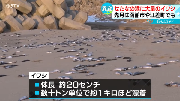 國泰航空與大韓航空新千歲機場相撞 國泰客機尾翼凹陷 國泰咁回應事件