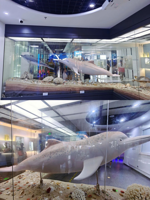 蛇口海洋博物館是一座以海洋為主題的博物館，館藏實體標本種類約270種。（圖片來源：小紅書＠喵姐 in深圳）
