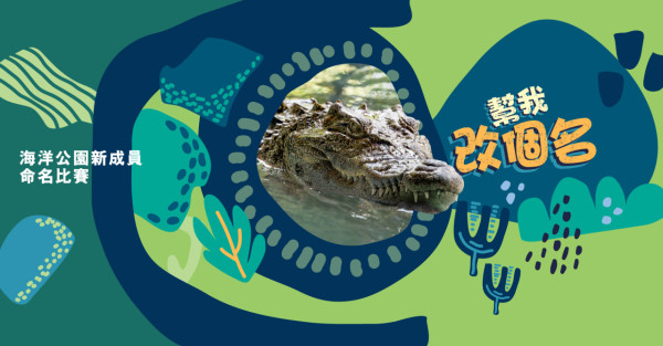海洋公園八鄉鱷魚正式命名「百香果」全新園區鱷園即將開幕