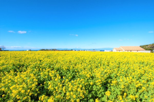 KKday一日遊優惠5. 【橫濱賞花悅目一日遊】長井海之手公園「太陽之丘」 、三浦海岸「河津櫻花道」、三崎港市場、山下公園 KKday一日遊優惠5. 【橫濱賞花悅目一日遊】長井海之手公園「太陽之丘」 、三浦海岸「河津櫻花道」、三崎港市場、山下公園