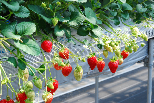KKday一日遊優惠6. 【千葉賞櫻一日遊】佐久間水庫「河津櫻」、母親牧場、草莓吃到飽、布賀崎神社 KKday一日遊優惠6. 【千葉賞櫻一日遊】佐久間水庫「河津櫻」、母親牧場、草莓吃到飽、布賀崎神社