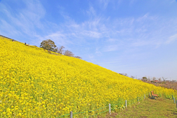 KKday一日遊優惠6. 【千葉賞櫻一日遊】佐久間水庫「河津櫻」、母親牧場、草莓吃到飽、布賀崎神社 KKday一日遊優惠6. 【千葉賞櫻一日遊】佐久間水庫「河津櫻」、母親牧場、草莓吃到飽、布賀崎神社