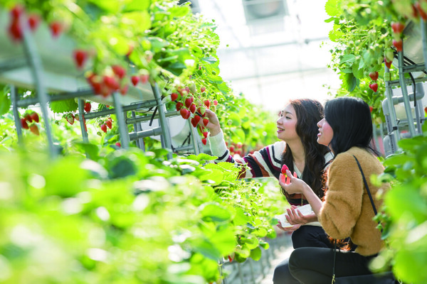 KKday一日遊優惠7. 【低至 78 折|伊豆賞櫻一日遊 】伊豆水果公園採草莓、午餐、河津櫻大道、櫻花之里、城崎海岸・門脇吊橋 KKday一日遊優惠7. 【低至 78 折|伊豆賞櫻一日遊 】伊豆水果公園採草莓、午餐、河津櫻大道、櫻花之里、城崎海岸・門脇吊橋