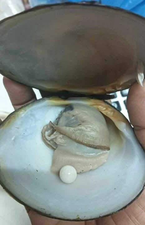 街市買蜆食到稀有珍珠 6.8卡美樂珠／價值昂貴