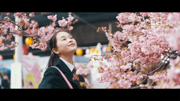 東京三浦海岸櫻花祭｜東京近郊櫻花景點三浦海岸櫻花祭  1000棵河津櫻花樹／夜櫻燈光秀 