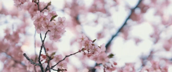 東京三浦海岸櫻花祭｜東京近郊櫻花景點三浦海岸櫻花祭  1000棵河津櫻花樹／夜櫻燈光秀 
