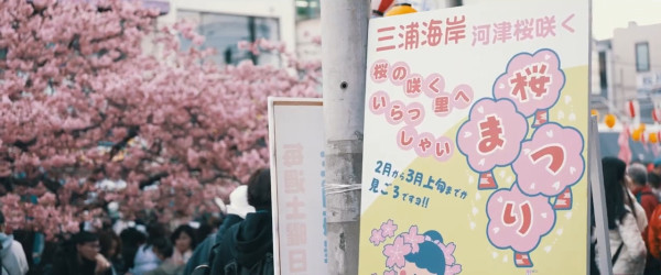 東京三浦海岸櫻花祭｜東京近郊櫻花景點三浦海岸櫻花祭  1000棵河津櫻花樹／夜櫻燈光秀 