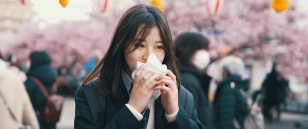 東京三浦海岸櫻花祭｜東京近郊櫻花景點三浦海岸櫻花祭  1000棵河津櫻花樹／夜櫻燈光秀 