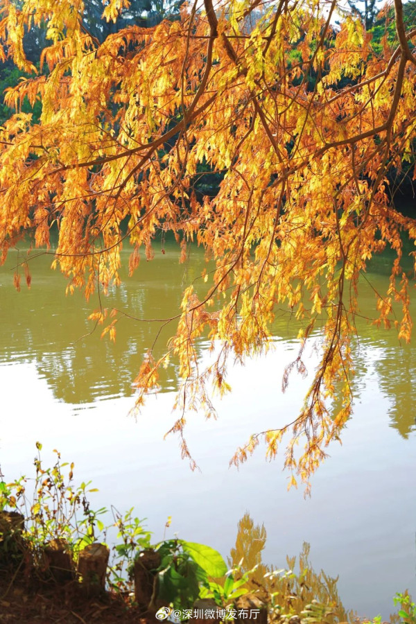 深圳仙湖植物園郊遊攻略 季節限定金黃落羽杉林打卡必去！兩時段免費入場 