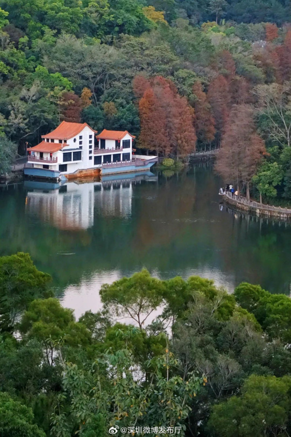 深圳仙湖植物園郊遊攻略 季節限定金黃落羽杉林打卡必去！兩時段免費入場 