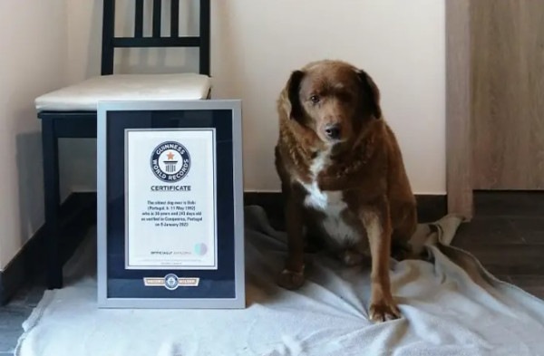 健力士世界紀錄撤銷最老狗頭銜　獸醫：品種沒可能活到31歲