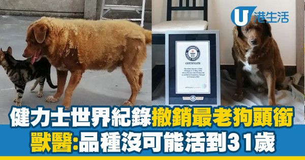 健力士世界紀錄撤銷最老狗頭銜　獸醫：品種沒可能活到31歲
