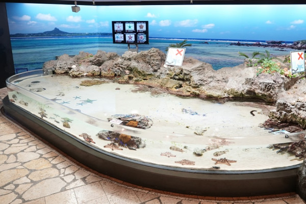 館內亦有另一區域養殖各種珊瑚，內有約440個群體、80種不同種類的造礁珊瑚。（圖片來源：沖繩美麗海水族館官網）