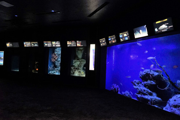 館內有一個達7500立方公尺的巨大水槽「黑潮之海」。（圖片來源：沖繩美麗海水族館官網）