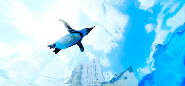 「天空的企鵝」水槽（圖片來源：東京太陽城水族館官網）