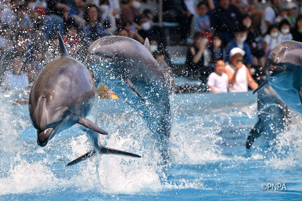 水族館還有多項活動，包括海豚表演、白鯨公開訓練等。（圖片來源：Facebook@名古屋港水族館）