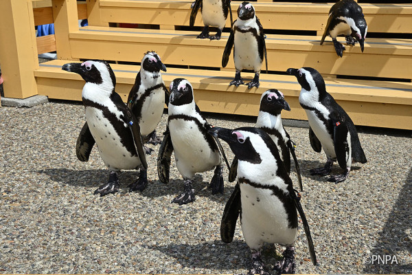 若在冬季到訪「名古屋港水族館」，更能看到企鵝遊行！（圖片來源：Facebook@名古屋港水族館）