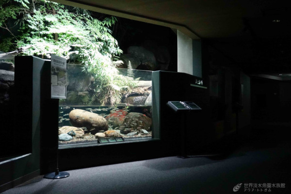 水族館重現湄公河、長江、剛果河，以至亞馬遜叢林的河川生態系統。（圖片來源：Facebook@世界淡水魚園水族館）
