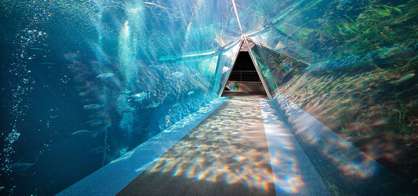 當中最特別要數「潮汐之海」展區，以三角形隧道展示福島的黑潮和親潮交匯。（圖片來源：Facebook@海藍寶石福島水族館）