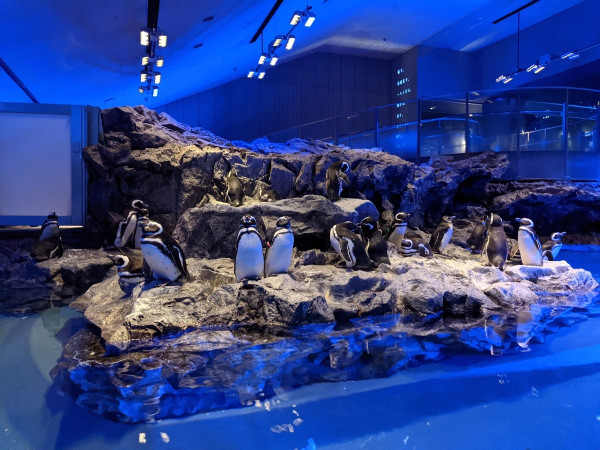 「墨田水族館」是另一間位於東京市內的水族館，座落於晴空塔附近，交通方便。（圖片來源：Facebook@墨田水族館）