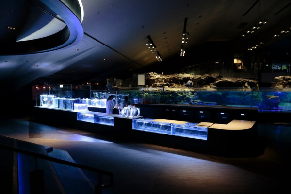 「墨田水族館」是另一間位於東京市內的水族館，座落於晴空塔附近，交通方便。（圖片來源：Facebook@墨田水族館）