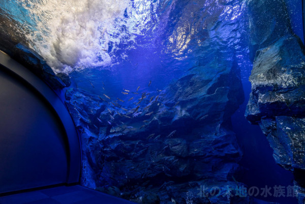 「河底隧道」讓遊客觀賞到在河川游泳的淡水魚。（圖片來源：Facebook@北之大地水族館）