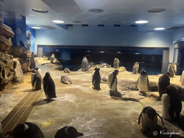 海響擁有日本最大的企鵝村，內有超過100隻企鵝。（圖片來源：Facebook@海響館）