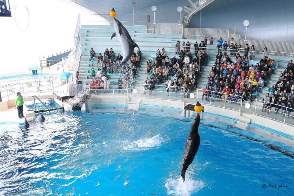 「海響館」更有海豚和海獅的聯合表演。（圖片來源：Facebook@海響館）