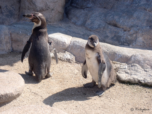 遊客可以在戶外觀賞野生企鵝。（圖片來源：Facebook@海響館）