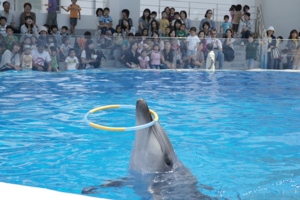海豚表演（圖片來源：九十九島水族館官網）