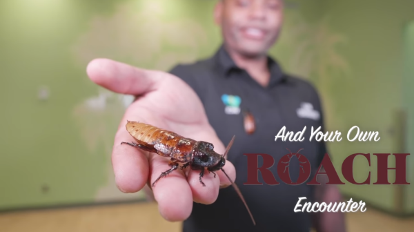 動物園推「這動物」做情人節禮物 比鮮花、朱古力更長久!網民:送給前度啱晒