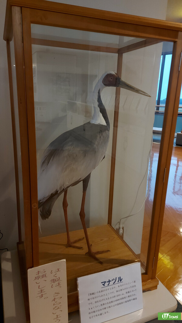 九州自由行｜鹿兒島景點：出水市鶴觀察中心