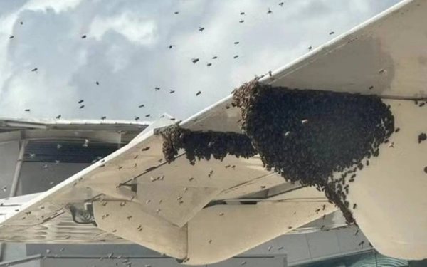客機遭大群蜜蜂包圍！窗外傳嗡嗡聲 乘客苦候90分鐘始落機 