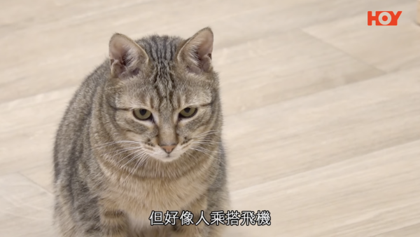 動保人士倡寵物友善機艙 附6大帶毛孩搭飛機注意事項 