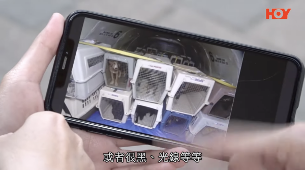 動保人士倡寵物友善機艙 附6大帶毛孩搭飛機注意事項 