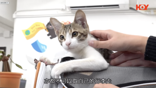 動保人士倡寵物友善機艙 附6大帶毛孩搭飛機注意事項 