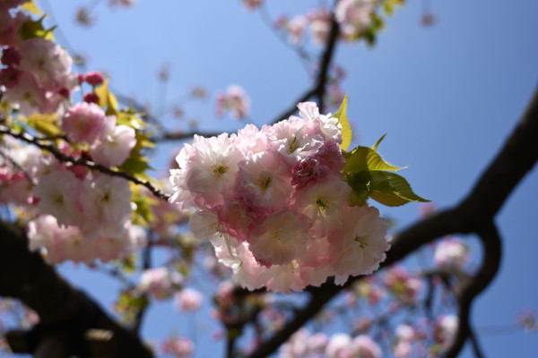 大阪櫻花2024｜大阪賞櫻景點 造幣局櫻花大道 （圖片來源：大阪造幣局官方圖片）