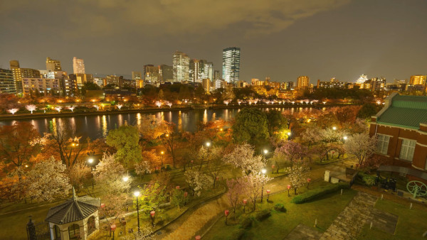 大阪櫻花2024｜大阪賞櫻景點 造幣局櫻花大道 （圖片來源：大阪造幣局官方圖片）