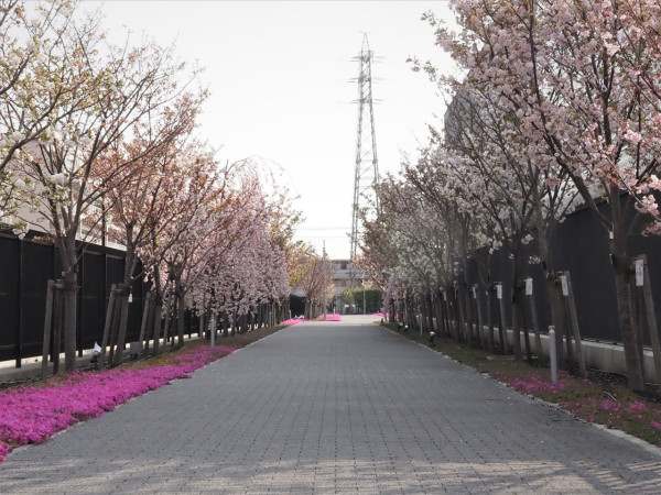 大阪櫻花2024｜大阪賞櫻景點 造幣局櫻花大道 （圖片來源：大阪造幣局官方圖片）