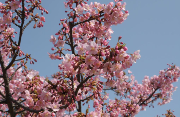 大阪櫻花2024 賞櫻景點推介-長居公園 （圖片來源：長居公園 ）