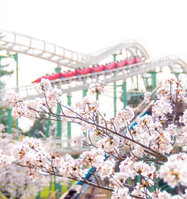 大阪櫻花2024 賞櫻景點推介-枚方公園（圖片來源：枚方公園IG ）