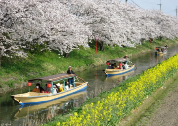 Klook-櫻花季限定丨大阪出發 八幡堀+廖根城賞櫻一日遊 （圖片來源：Klook）